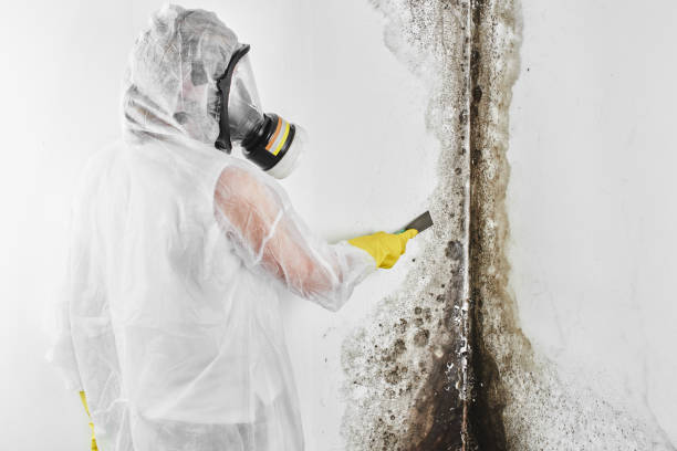 Best Toxic Mold Removal  in Paulsboro, NJ