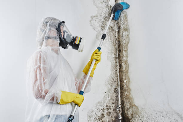 Best Mold Damage Repair  in Paulsboro, NJ
