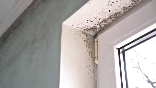 Professional Mold Removal in Paulsboro, NJ