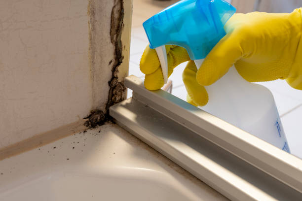 Mold Removal Process in Paulsboro, NJ