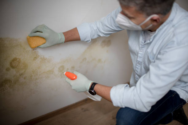 Best Black Mold Removal  in Paulsboro, NJ