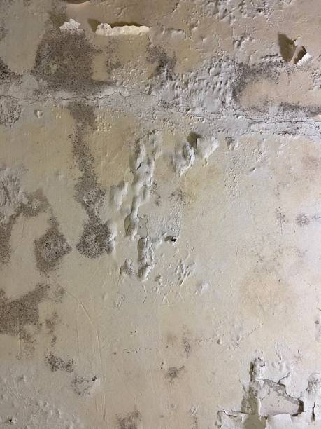 Best Office Mold Removal Services  in Paulsboro, NJ