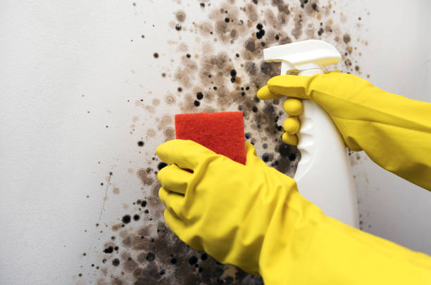 Best Mold Remediation  in Paulsboro, NJ