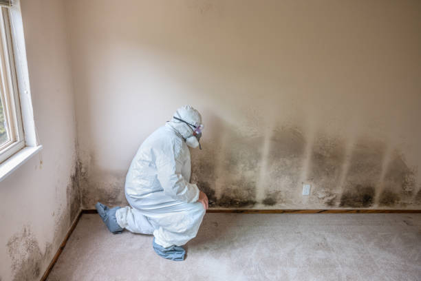 Mold Testing and Removal in Paulsboro, NJ