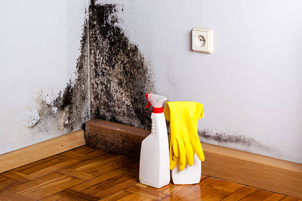 Best Home Mold Removal  in Paulsboro, NJ